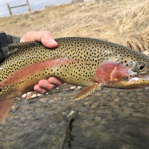 Miracle Mile Fishing Report