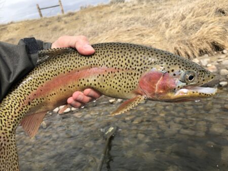 Miracle Mile Fishing Report - Wyoming Anglers